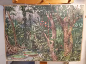 Opetustaulu Etelä-amerikkalainen metsä (ilman tekstiä)