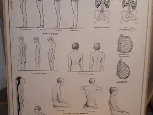 Opetustaulu Terveysopillisia tauluja II Ryhti