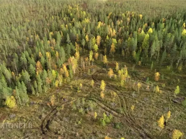 n.3ha pala Lappia Levin läheisyydestä eniten tarjoavalle *puustoinen puuhapalsta liki kelkkareittiä