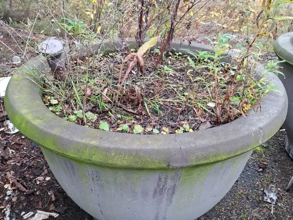 Kukkaruukku