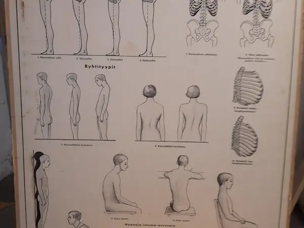 Opetustaulu Terveysopillisia tauluja II Ryhti