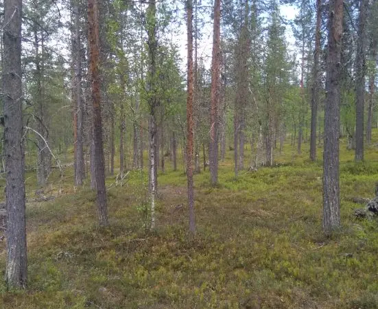 Vuohčču Vuotso Arvonvaara *n.3800m2  metsämääräala eniten tarjoavalle* touhutontti vaunuparkki lappi
