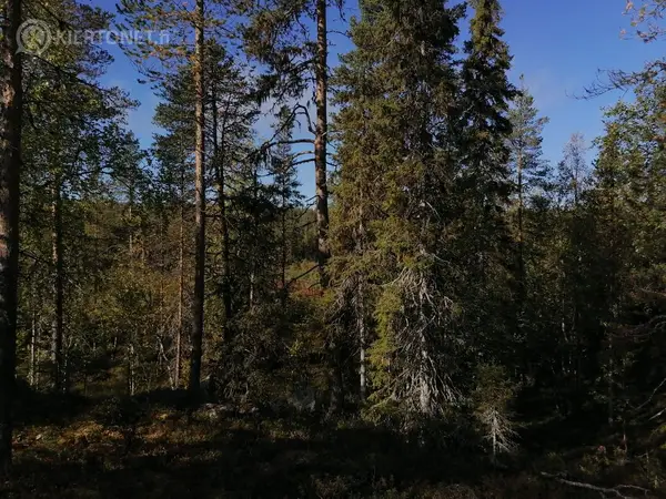 Pala Sallaa *Puolenhehtaarinmetsä korven kätköstä vaikka vaunuparkiksi! Määräala touhutontti Lappi